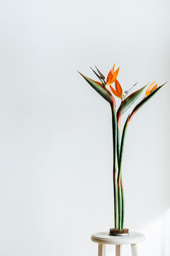 Bird of paradise plant