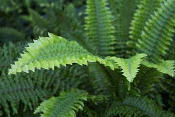 Dark green fern leaves in tropical environment