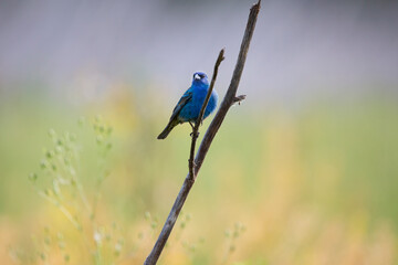  Hal Moran217756 full res.jpg