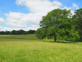 Obraz premium summer meadow