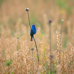 indigo bunting on wildflower prairie