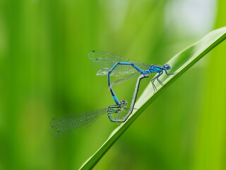 Damselflies on a green leaf