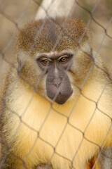 A yellow baboon sits tentatively gazing through a messed fence at the zoo.  