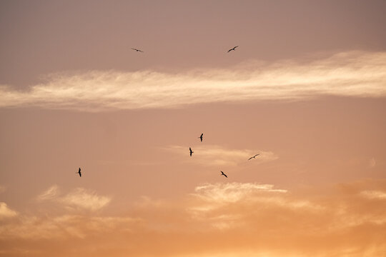 Frigate Birds sunrise