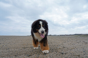 Huge Bernese Mountain Dog walking on the beach 