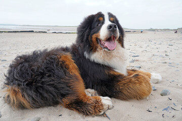 Happy huge dog relaxing on the beach 