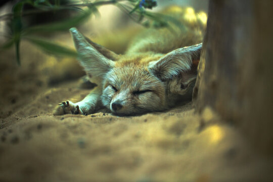 Fennec fox close up background