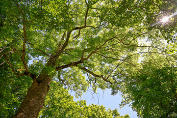 sunlight through leaves in a tall ash