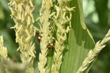 Corn flower and little bee on a sunny day
