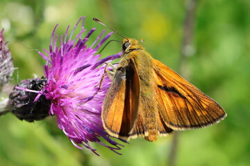 papillon sylvaine Ochlodes sylvanus sur fleur violette