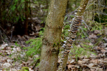 A close up on some fungus or mushroom growing on the branch of a deciduous tree and covering it almost completely from all sides seen in the middle of a dense Polish forest on a sunny summer day