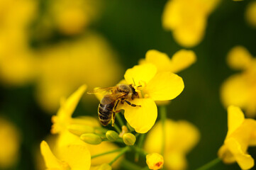 A honey bee on a rape blossom