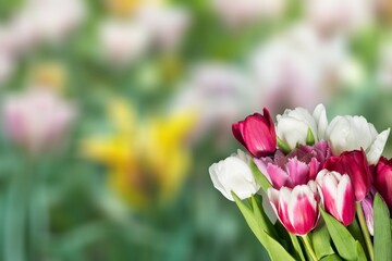 Fototapeta premium Tulip.