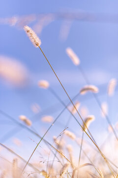 Minimal Foxtails