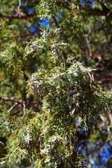 View of a one-seed juniper tree in Colorado, United States