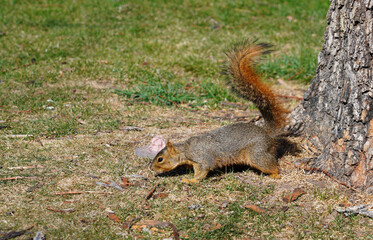 Naklejka na ściany i meble View of a furry red squirrel eating ice cream in Colorado