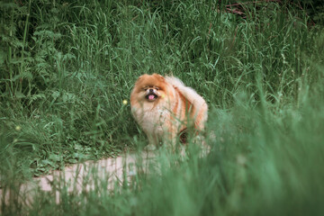 cute fluffy red dog pomeranian stands on the path in the meadow among the tall green grass and...