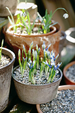 Iris reticulata and snowdrops flowering in pots