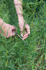 Hands of woman who is cutting tarragon in garden