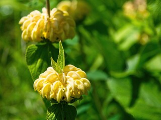 Syrian fire herb (Phlomis russeliana) or Jerusalem sage, rare yellow flower in bloom
