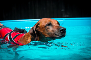 Rhodesian Ridgeback Aquatraining, Therapieschwimmen, Pool, Hundepool, Therapiepool, Hundephysiotherapie, Seniorschwimmen f&uuml;r Hunde, Muskelaufbau, Hundefitness, Sommer, Sonne, Spass, Sport, Hundesport,