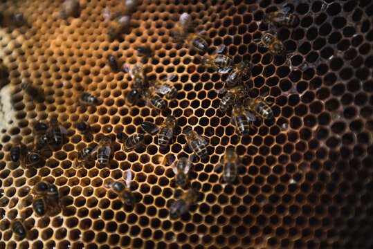Close up of honey bees on the honeycomb in the beehive.