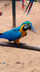 Blue Parrot at Bird's Park - Foz do Iguaçu, Brazil