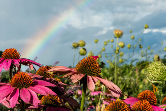 Fototapeta Purple Coneflower with Rainbow
