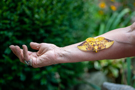 Large Imperial Moth perched on an arm