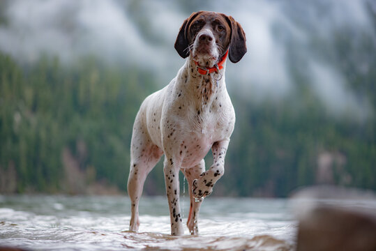 German Shorthaired Pointer