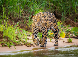 Beautiful jaguar walks along river's edge © Jo