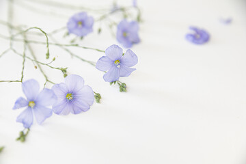 Fototapeta na wymiar Blooming flax flowers on a white background.