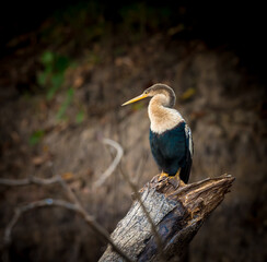 Obraz premium Sharp, pointed beak of the Anhinga in the Pantanal