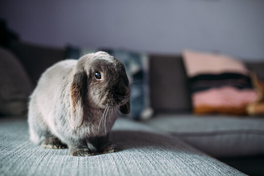 Spotted rabbit sitting on sofa at home
