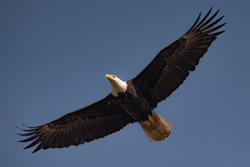 Obraz premium Ealge Flying