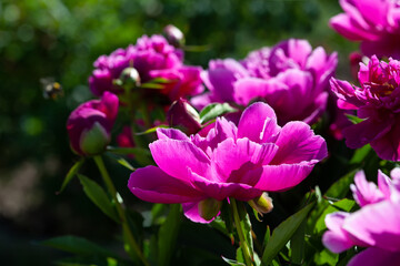 Obraz na płótnie Canvas Beautiful purple peonies in the garden close-up. Peony flowers bathed in the sun on a dark green background. Summer floral background.