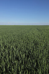 Green wheat plants field in early spring with clear blue sky