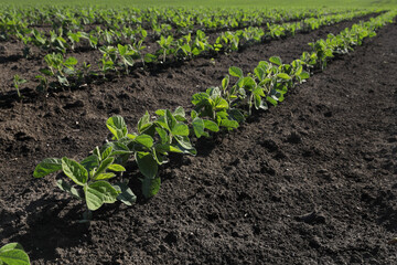 Agriculture, green cultivated soybean plants in field, selective focus, spring time