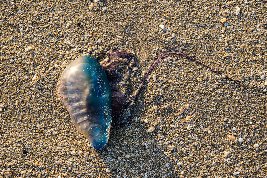 Portuguese Man Of War Jelly Fish 