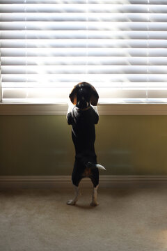 Beagle pup peers out of window