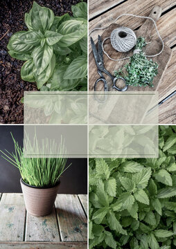 Collage of four fresh culinay herbs. Thyme, mint, parsley, basil. Social media post. Copy space.