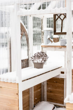 Dead plant in snowy greenhouse