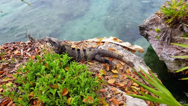 Iguana moving on the shore of the lake