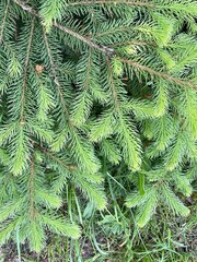 Young fir branches in sunlight, green background