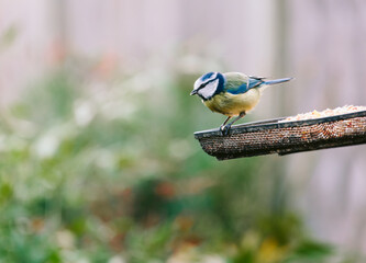 Blue tit on a garden birdfeeder