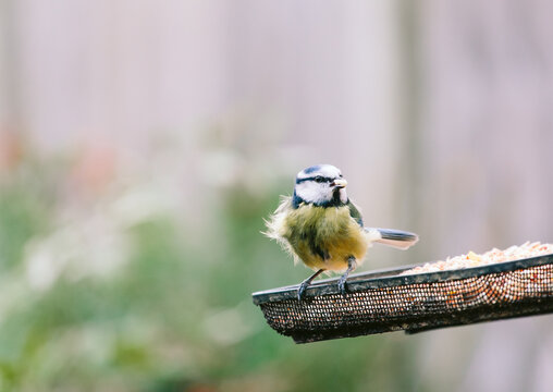 Blue tit on a garden birdfeeder