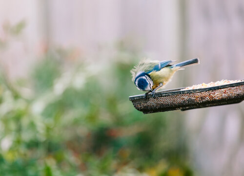 Blue tit on a garden birdfeeder