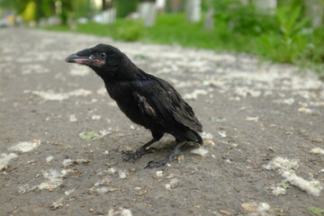 A black crow chick sits on the ground. Broken wing of the city bird of the rook. Ecology problem in the city. Blurred background