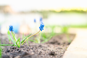 Beautiful rich decorative blue muscari flowers grow on a flower bed