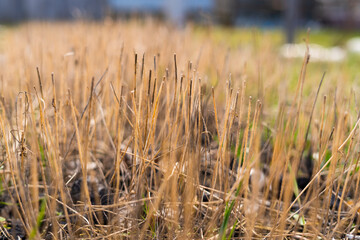Siderata in the garden in the form of mustard close-up in spring